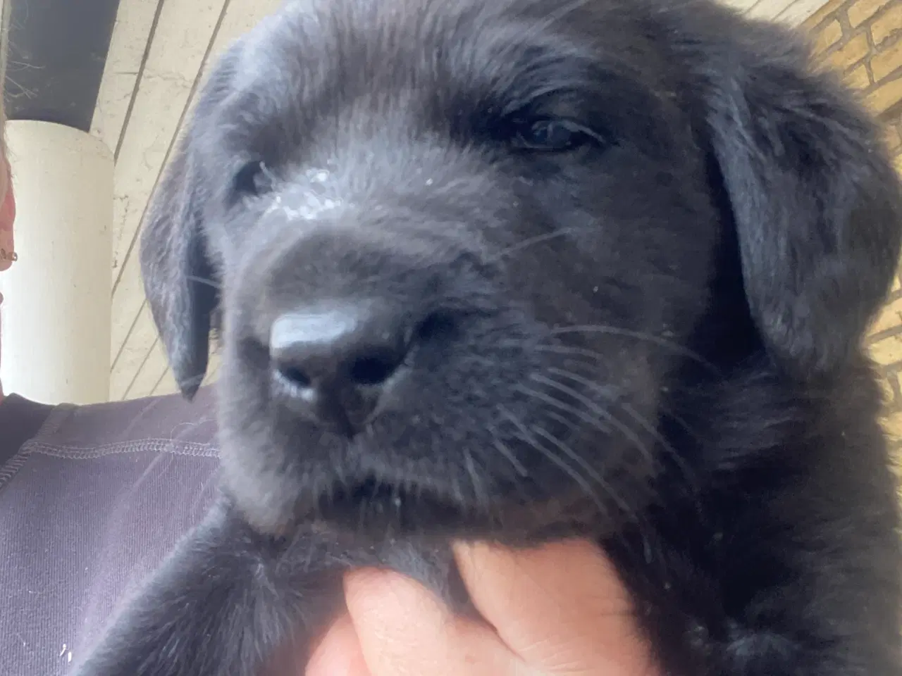 Billede 5 - Labrador hvalpe