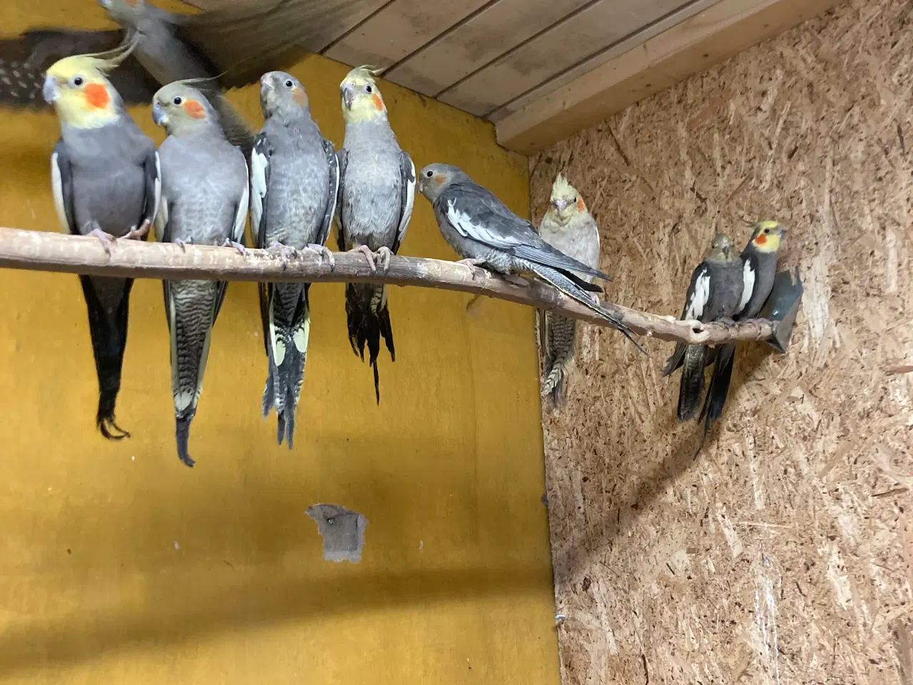 Billede 3 - Nymferparekitter fra 150 kr stk