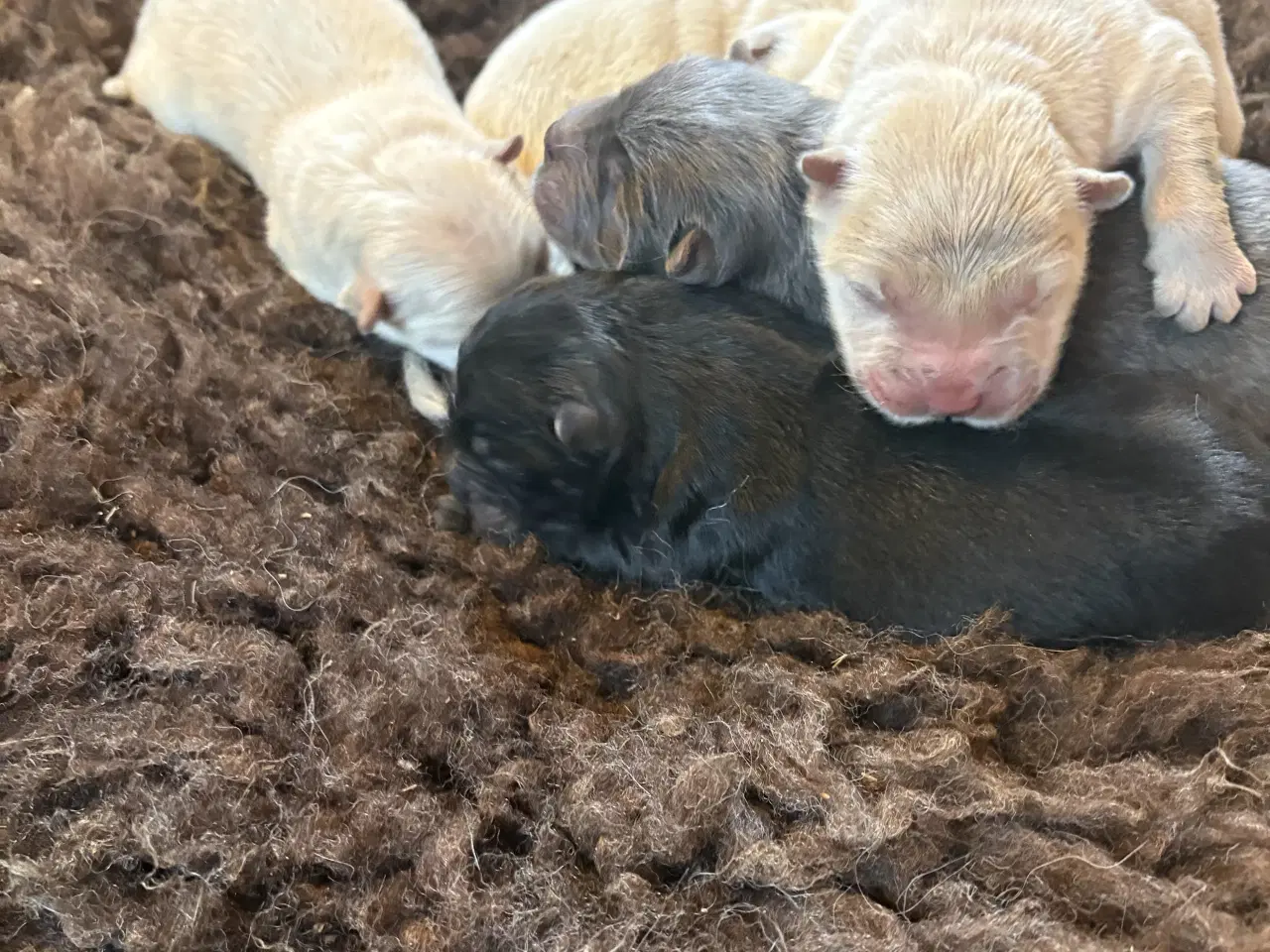 Billede 5 - Chow Chow hvalpe 