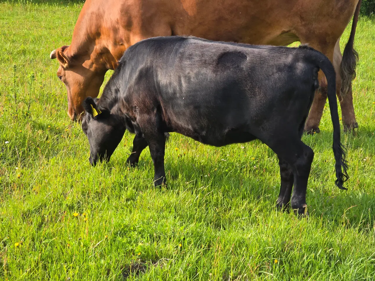 Billede 3 - Dexter kvie polled