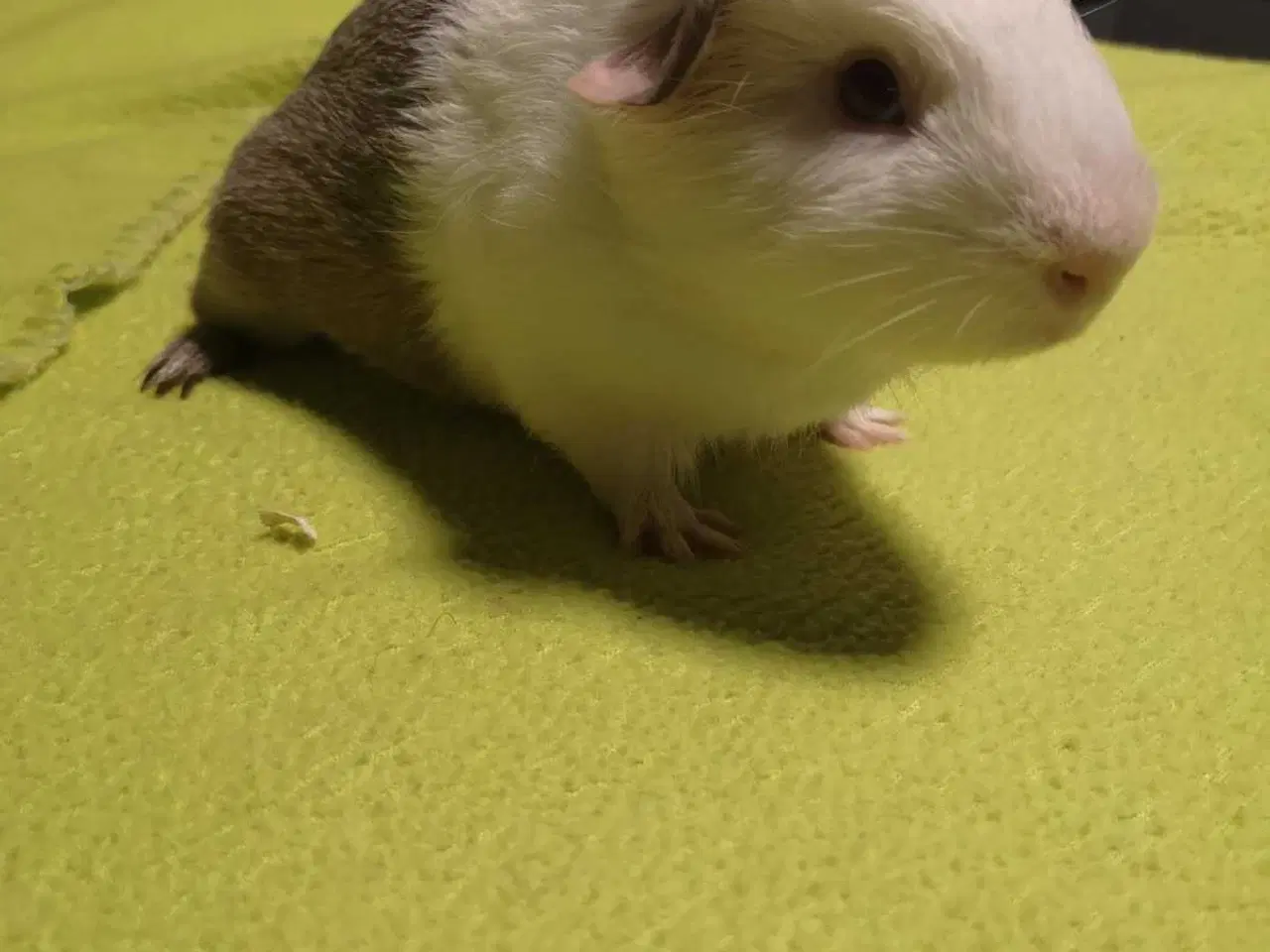 Billede 1 - Marsvin unger 