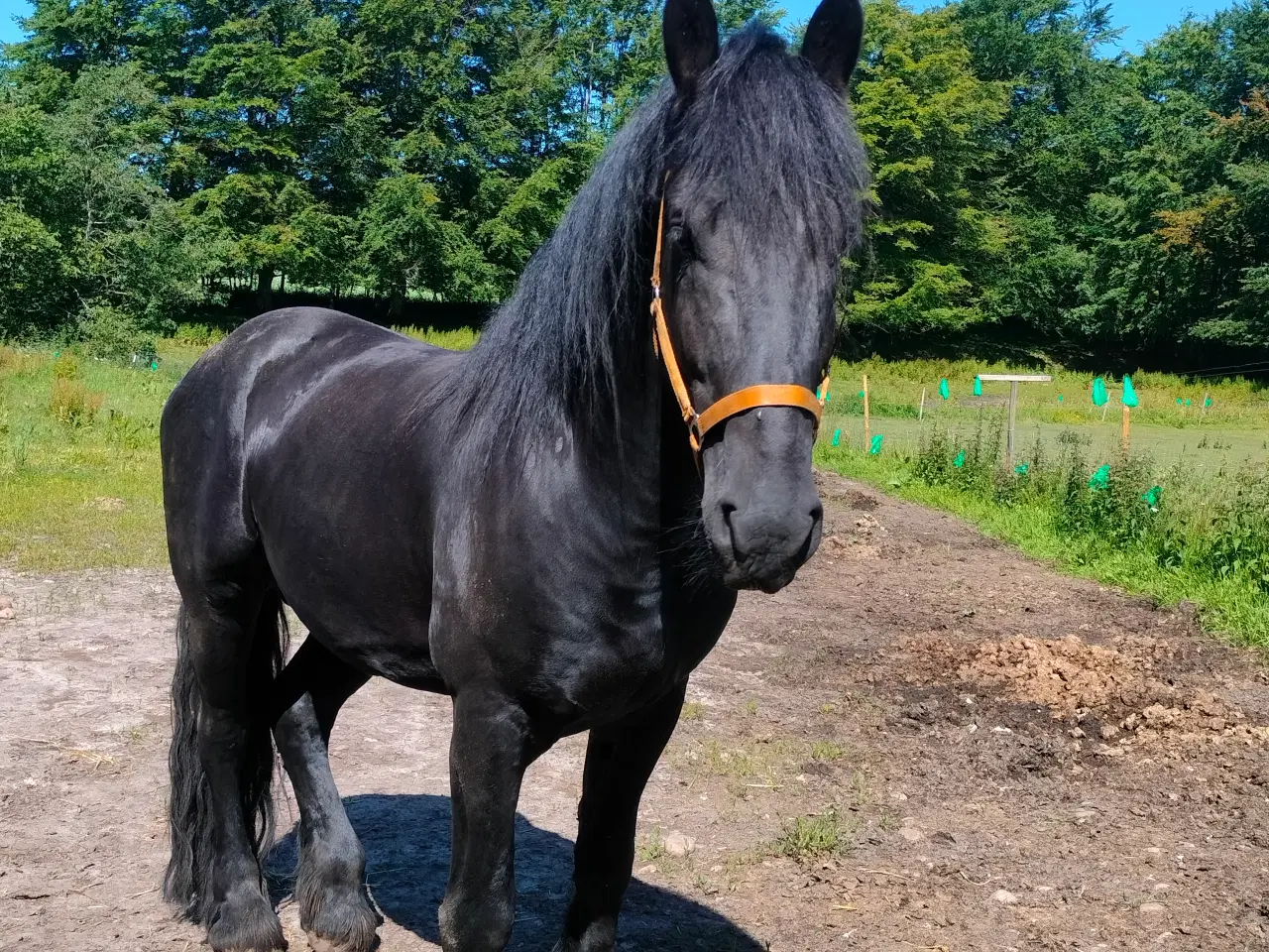 Billede 5 - Jackson af Doraterasminde 