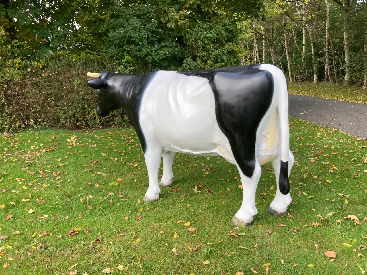 Billede 4 - Holstein ko