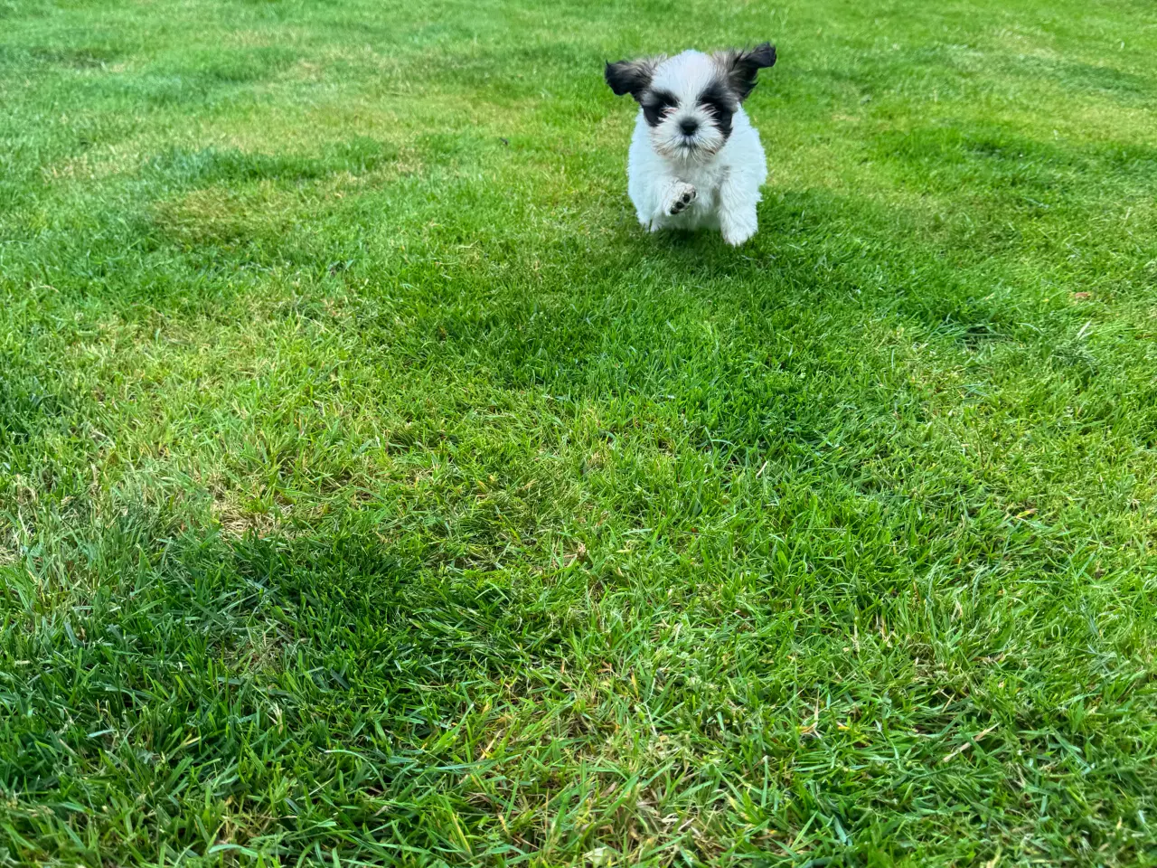 Billede 2 - Shih-Tzu hvalp ægte