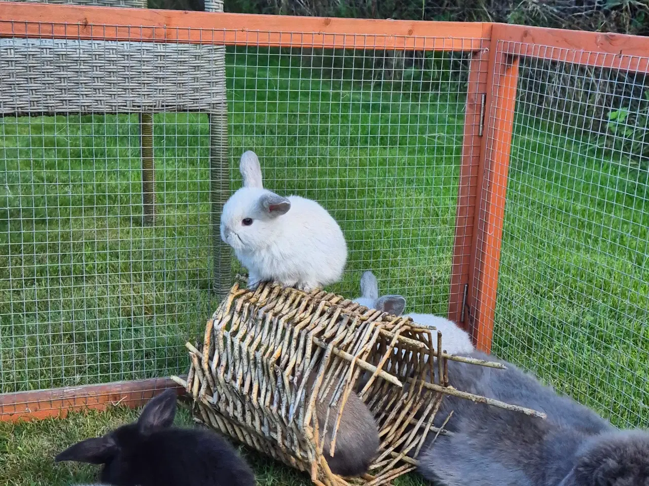 Billede 10 - Kaninunger mini lop 