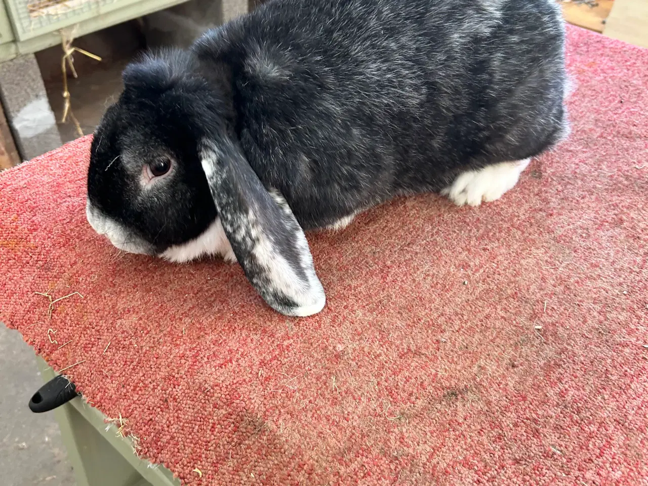 Billede 5 - Tre hun Kanine 