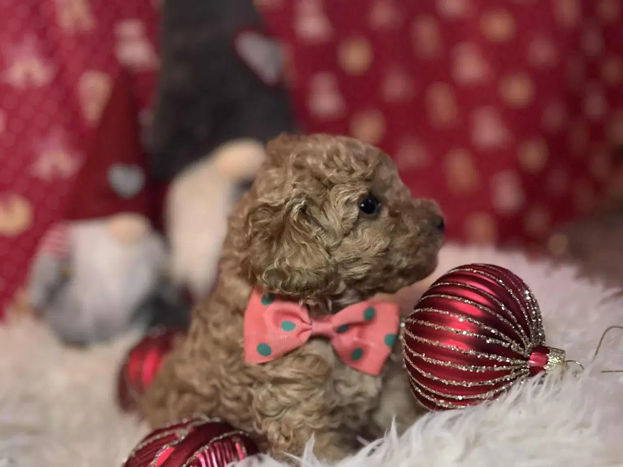 Billede 3 - Toy puddel tæve 