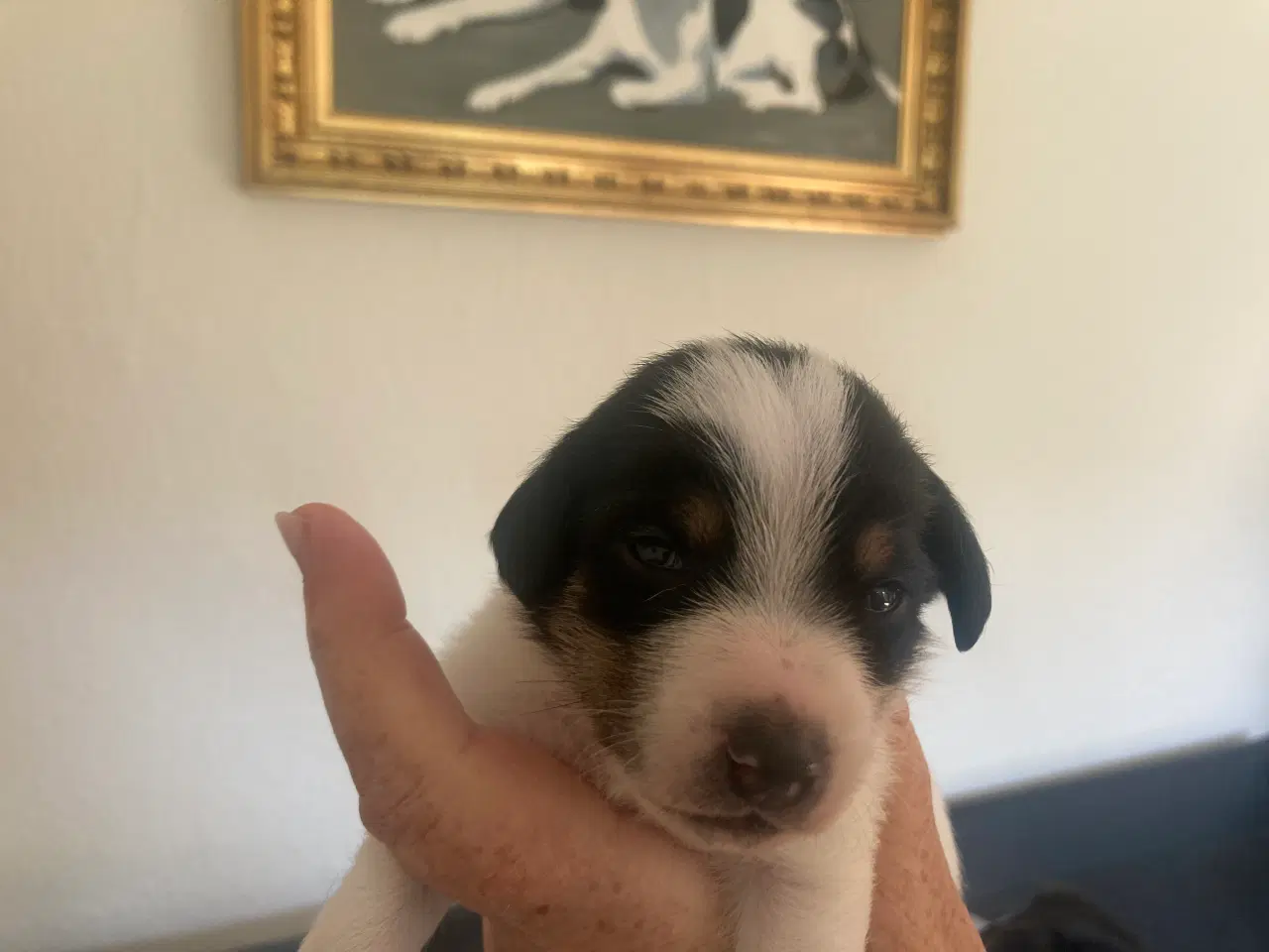 Billede 7 - Dansk/svensk gårdhunde hvalpe