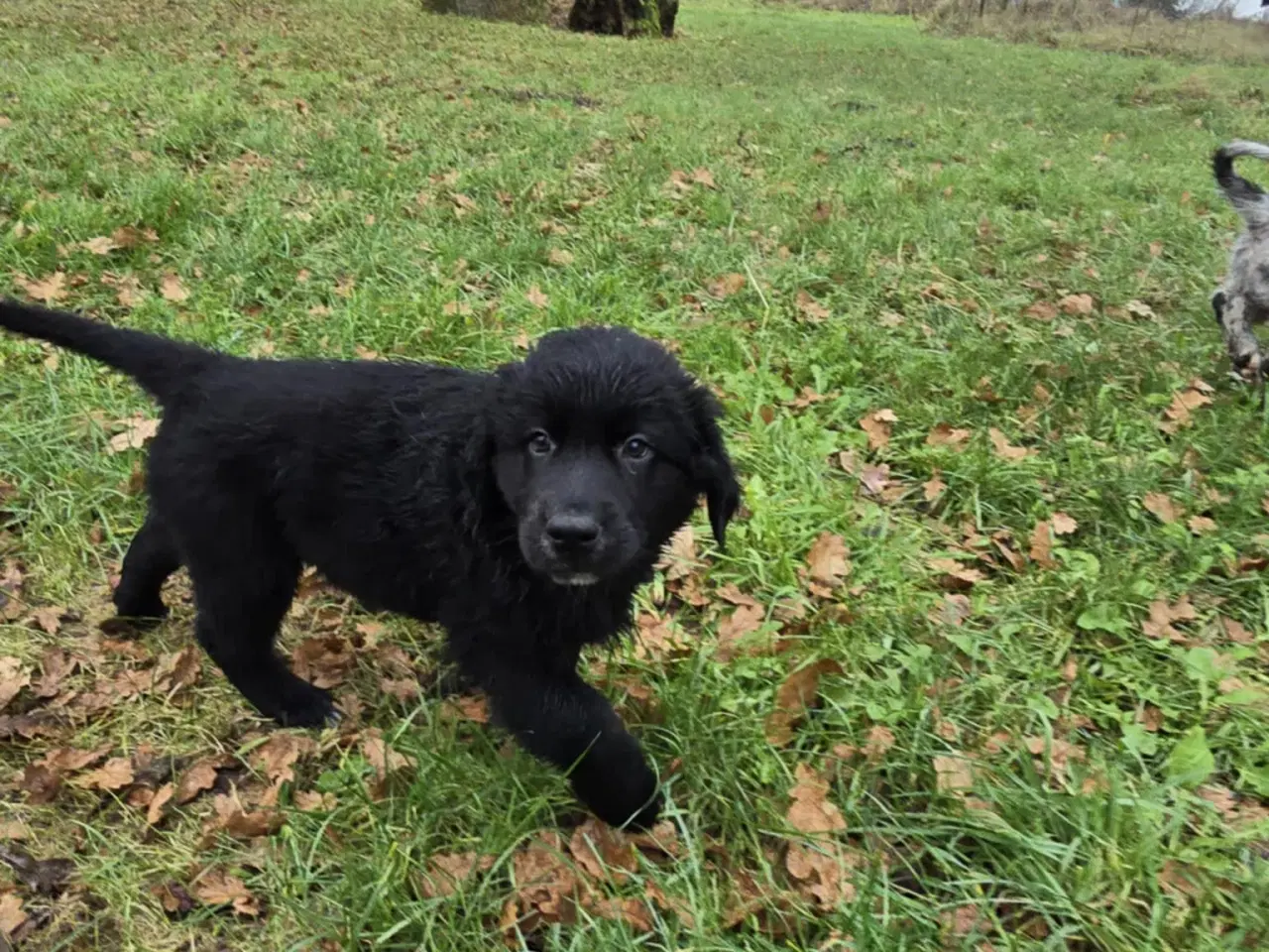 Billede 11 - Golden retriever blanding hanhund