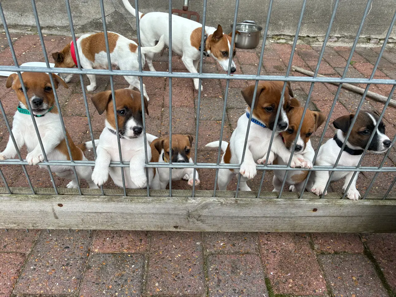 Billede 2 - jack russel terrier hvalpe