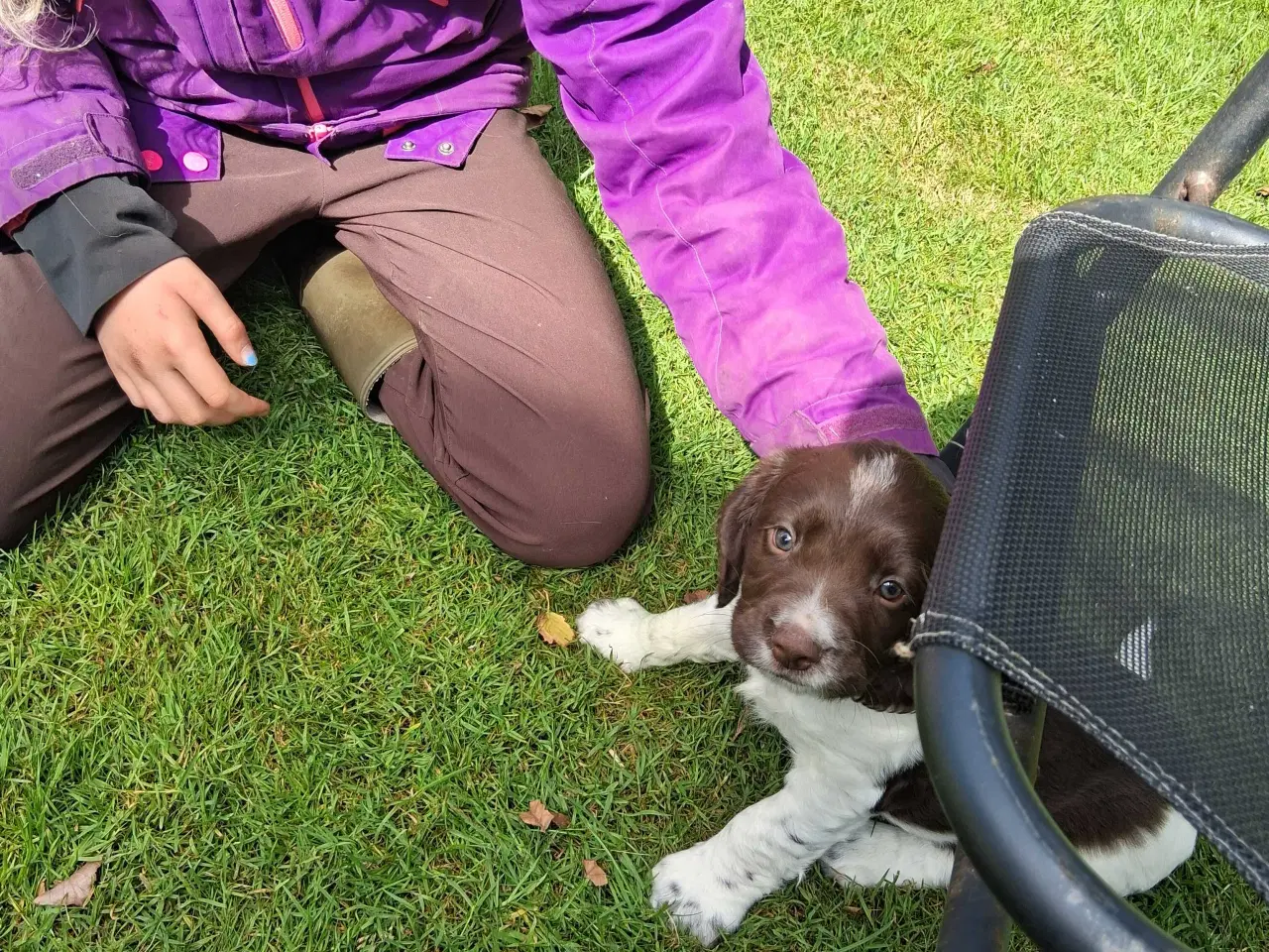 Billede 4 - Springer spaniel hvalpe 