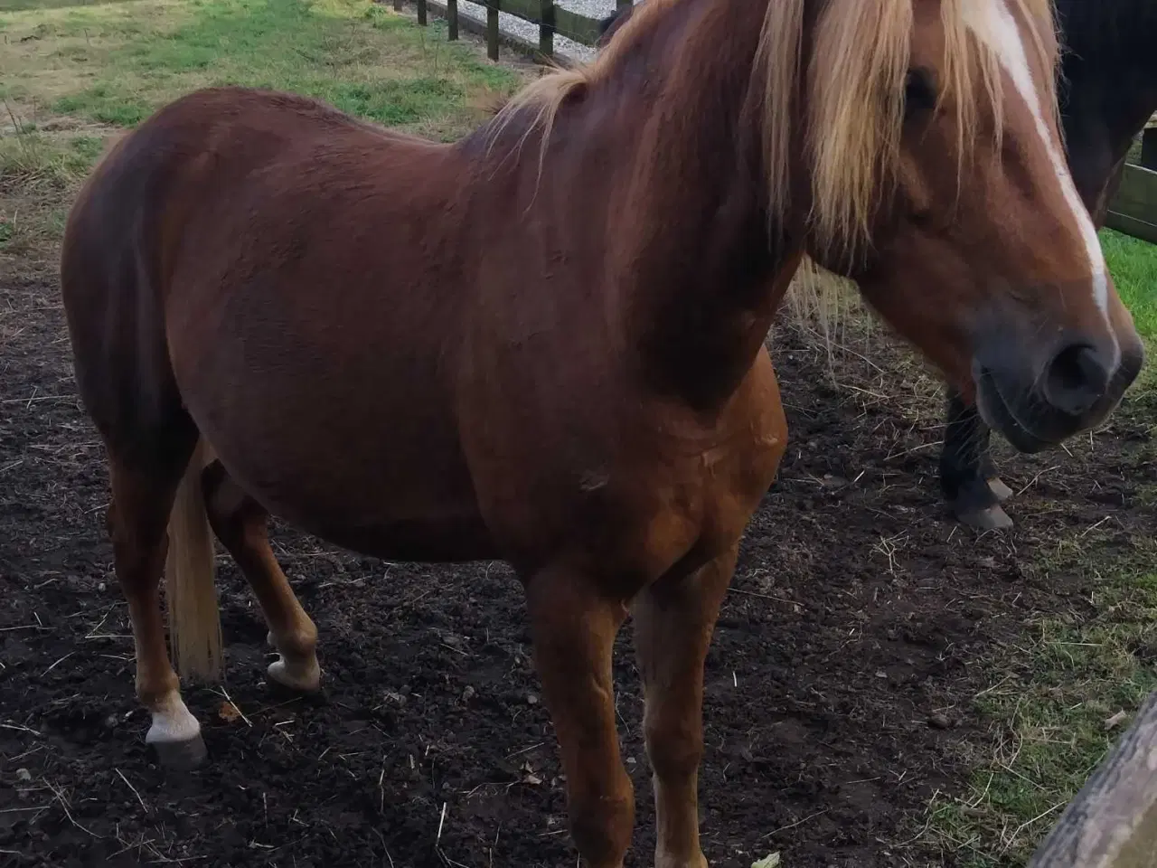 Billede 2 - Sød pony vallak