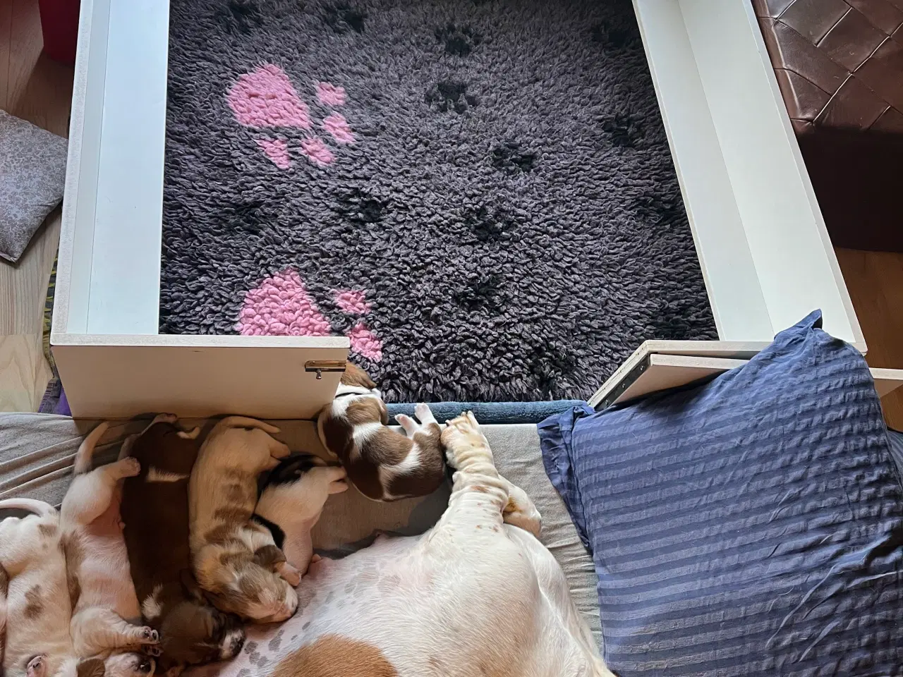 Billede 6 - Hvalpekasse fødekasse hund