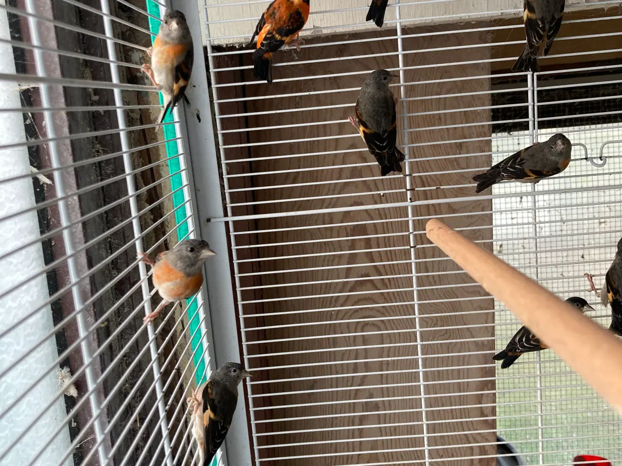 Billede 1 - Kapuzinersiskener