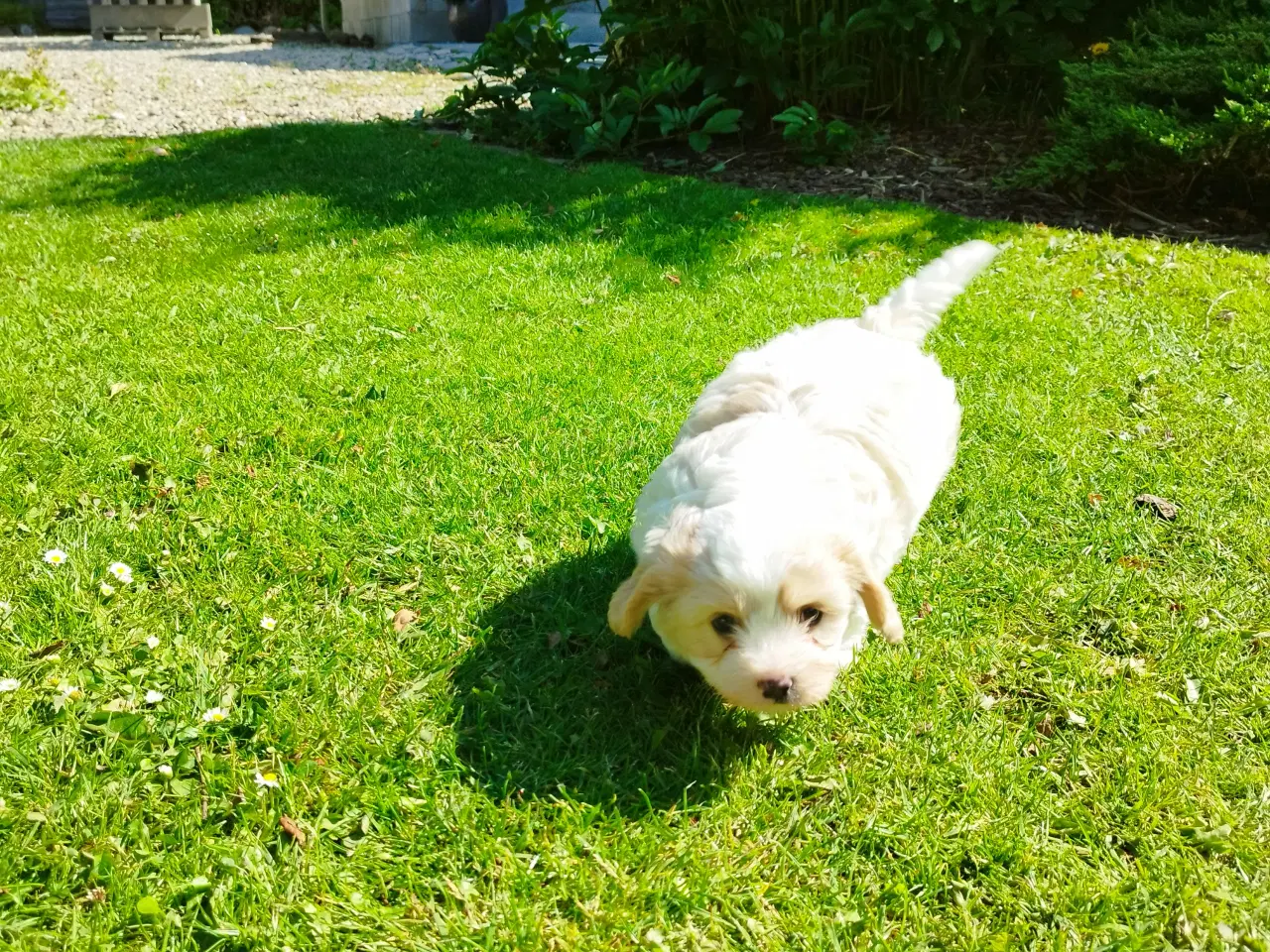 Billede 4 - cavalier/coton de tulear Han