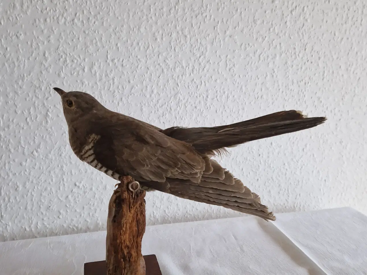 Billede 2 - GØG Cuculus Canonur Meget flot.