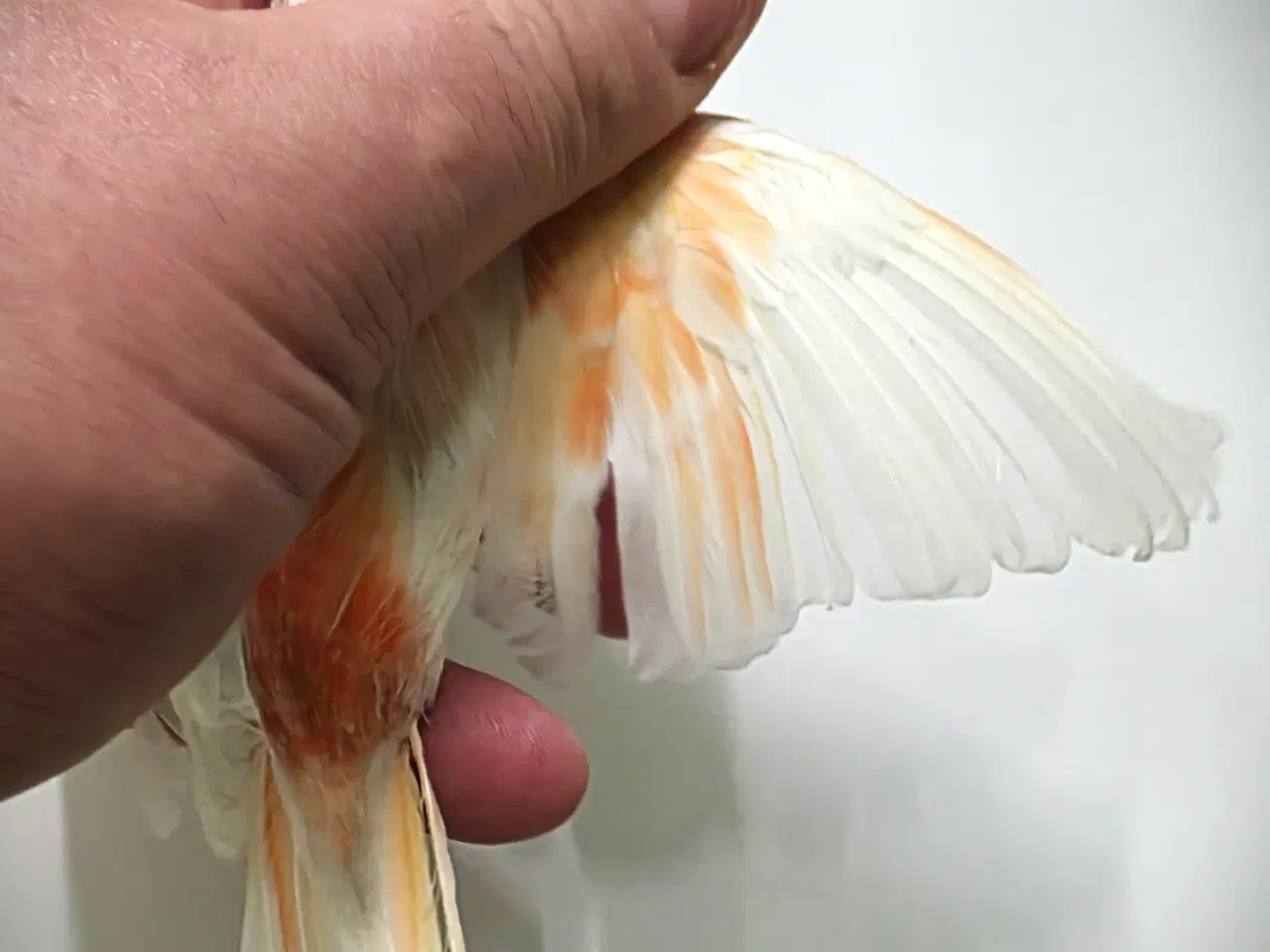 Billede 1 - Race kanarier