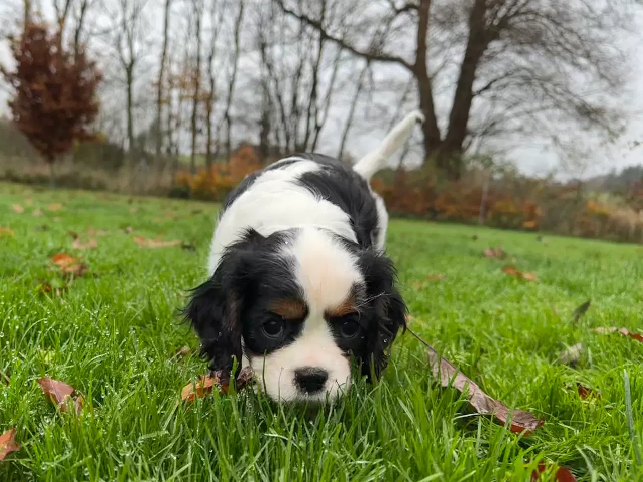 Billede 6 - Cavalier-tæver med DKK-stamtavle.