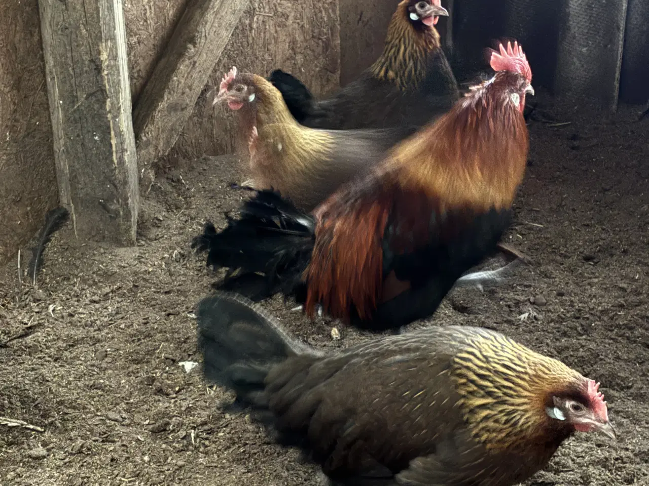Billede 1 - Landhøns