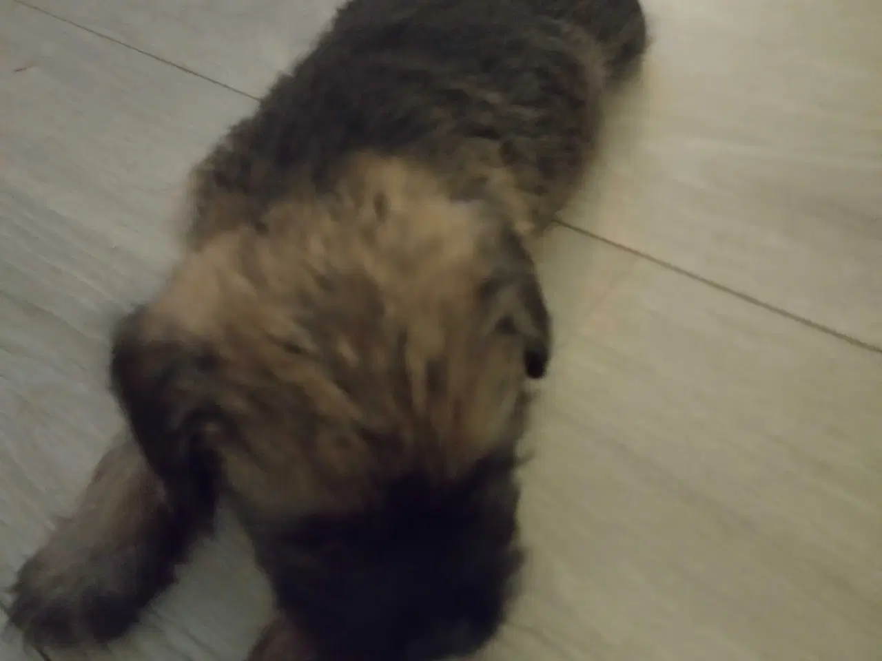 Billede 3 - Border Terrier hvalpe