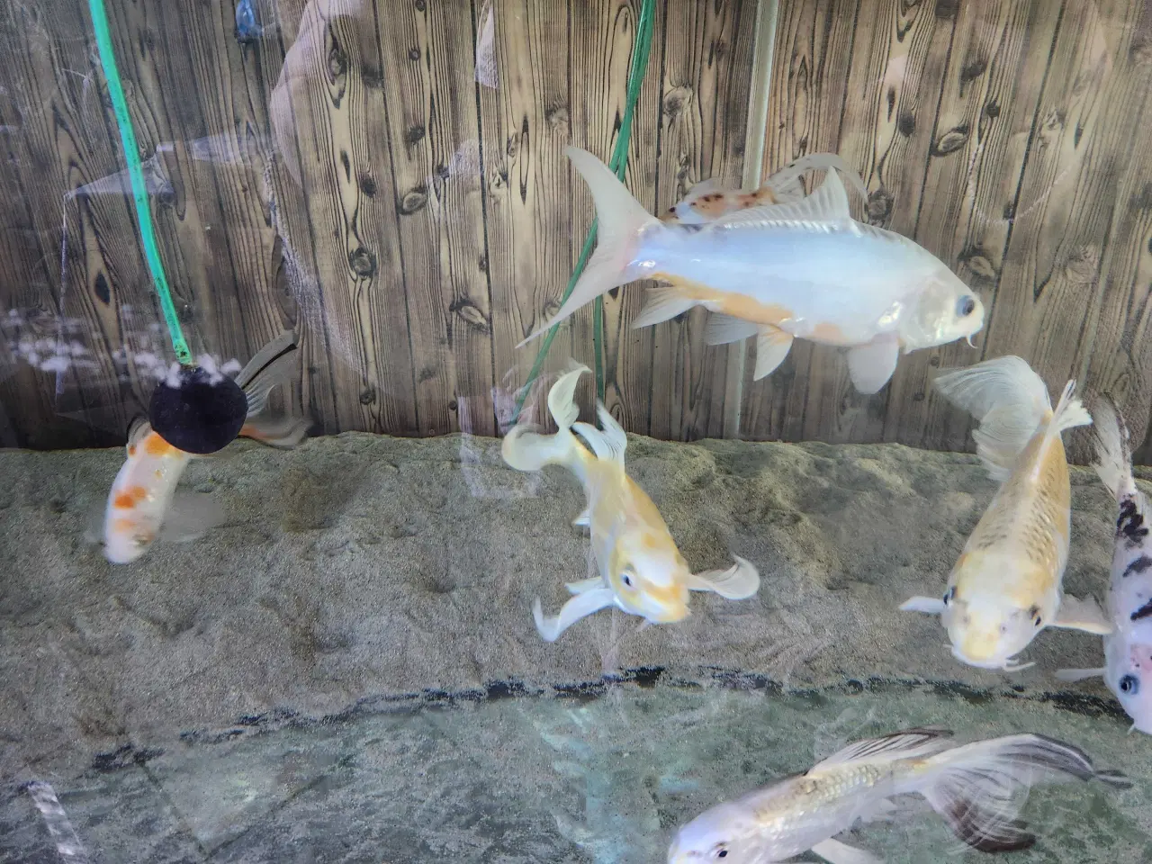 Billede 5 - Koi Koier  Karper  Boddy  Flies  Slør Haler.  M.m 