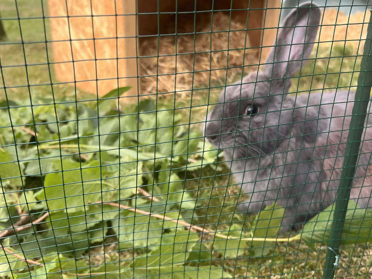 Billede 3 - Neutraliseret og vaccineret Floki