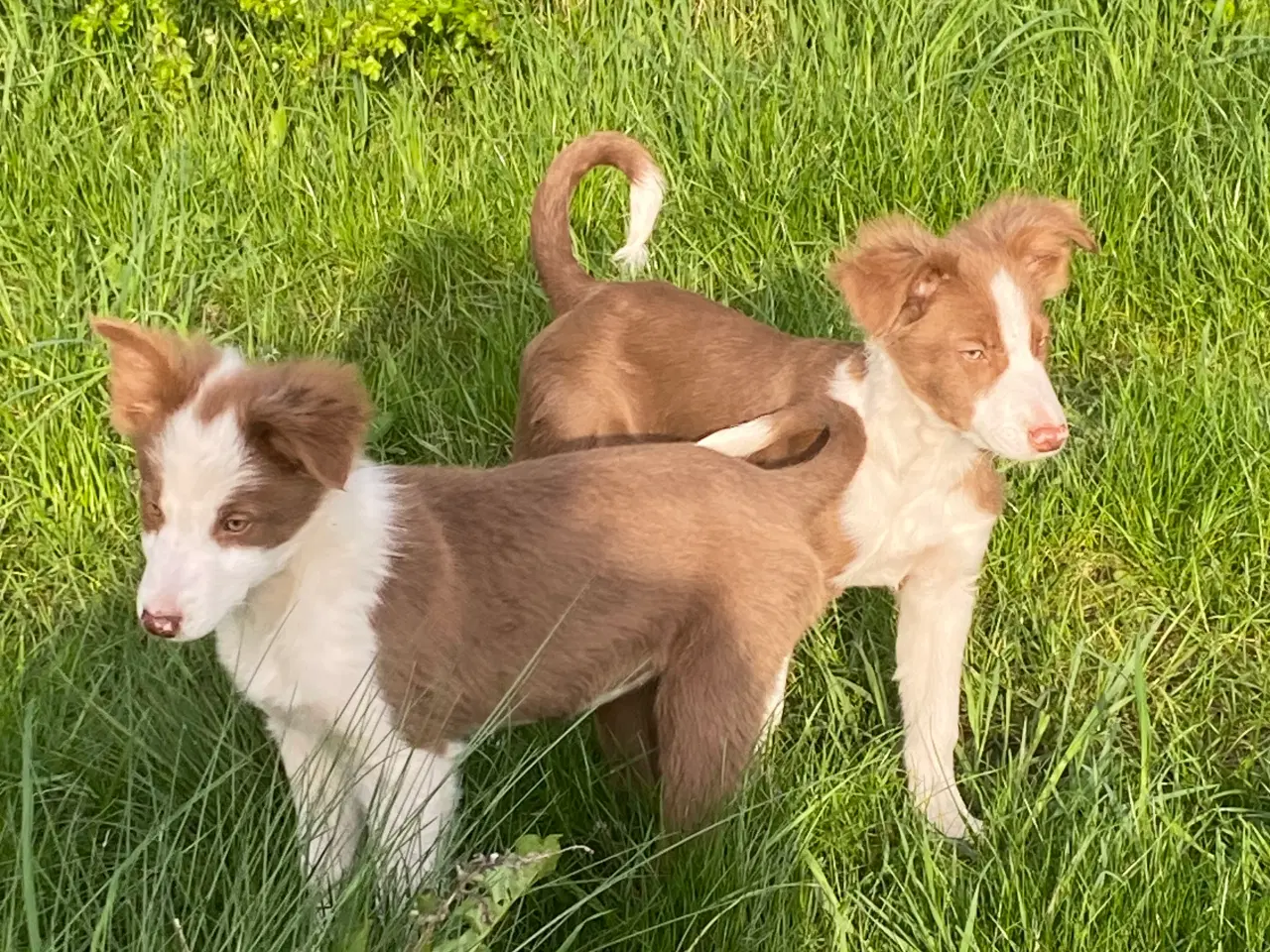 Billede 3 - Border collie