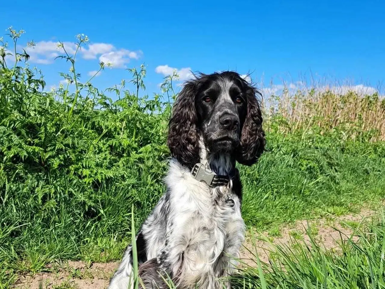 Billede 1 - Cocker Spaniel avl