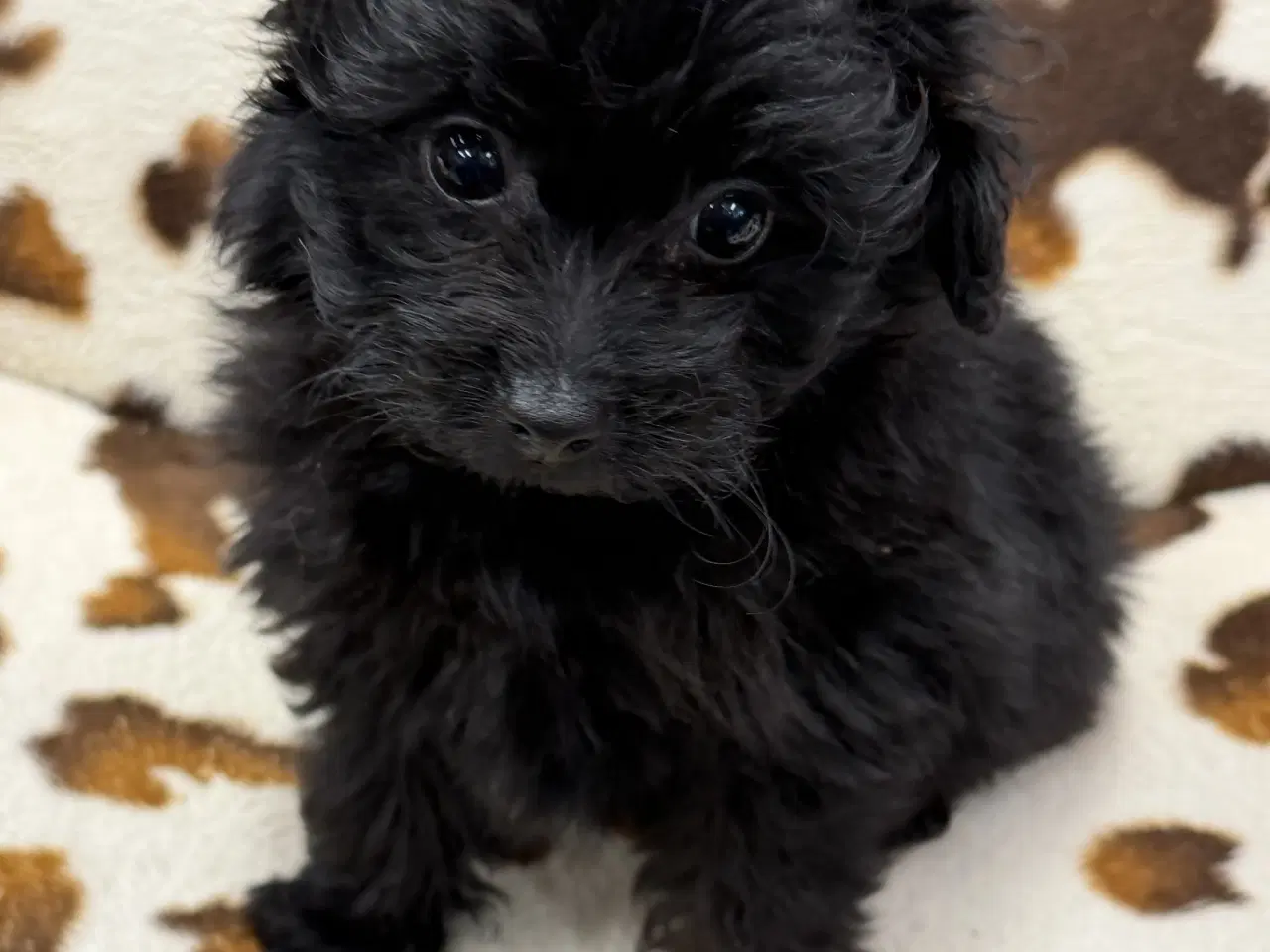 Billede 10 - 🐾 Skønne Pomapoo hvalpe søger deres forever homes