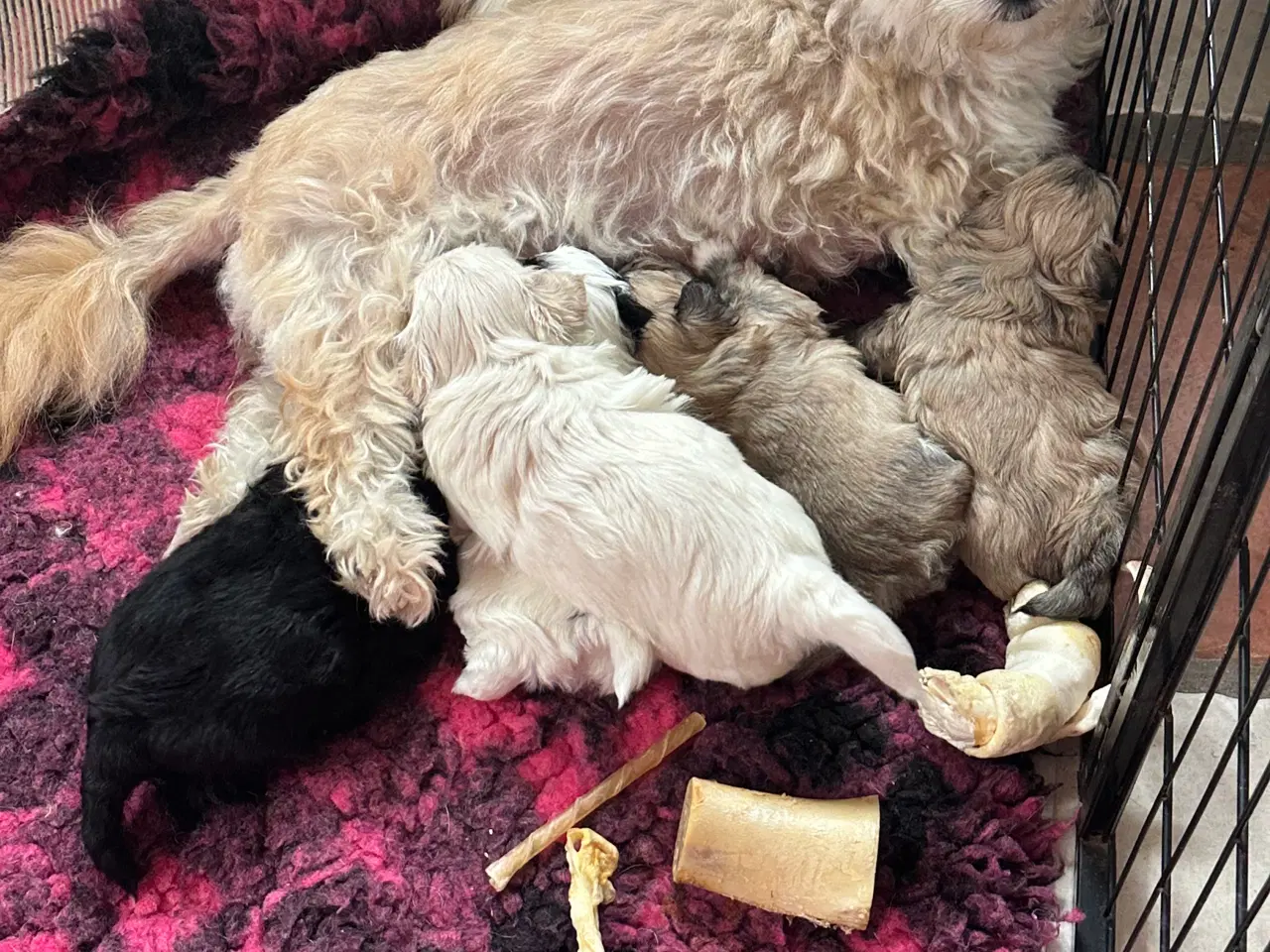 Billede 11 - Bichon Havanais 
