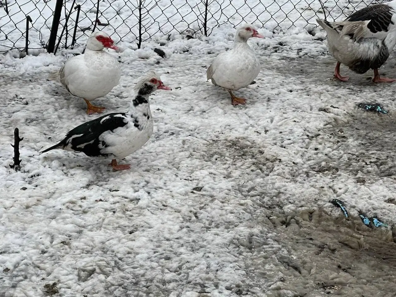 Billede 7 - Moskusænder til salg fra 250kr i 6818