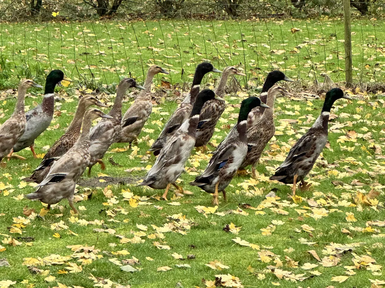 Billede 7 - Løbeænder sælges parvis