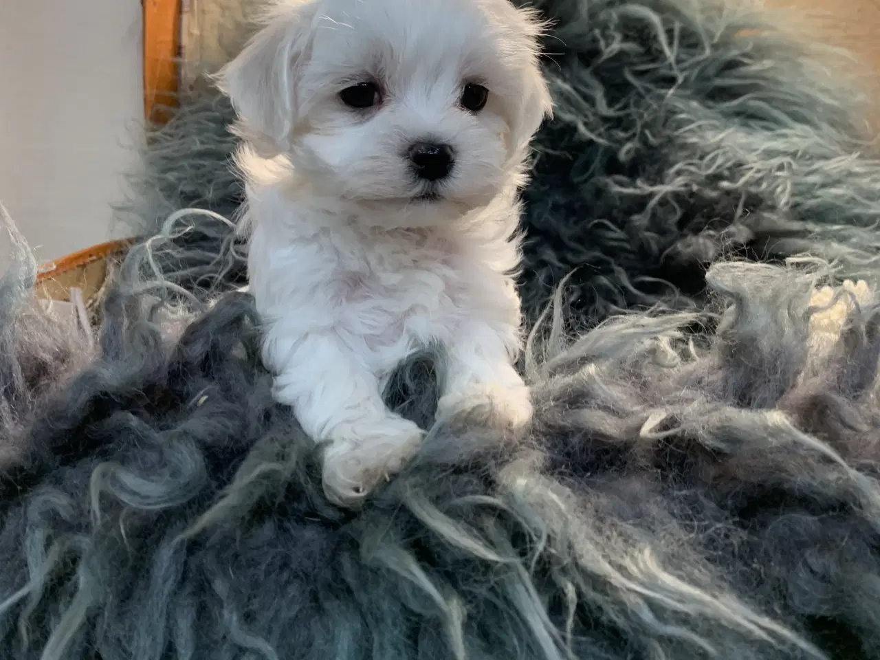 Billede 13 - De smukkeste Maltichon babyer 