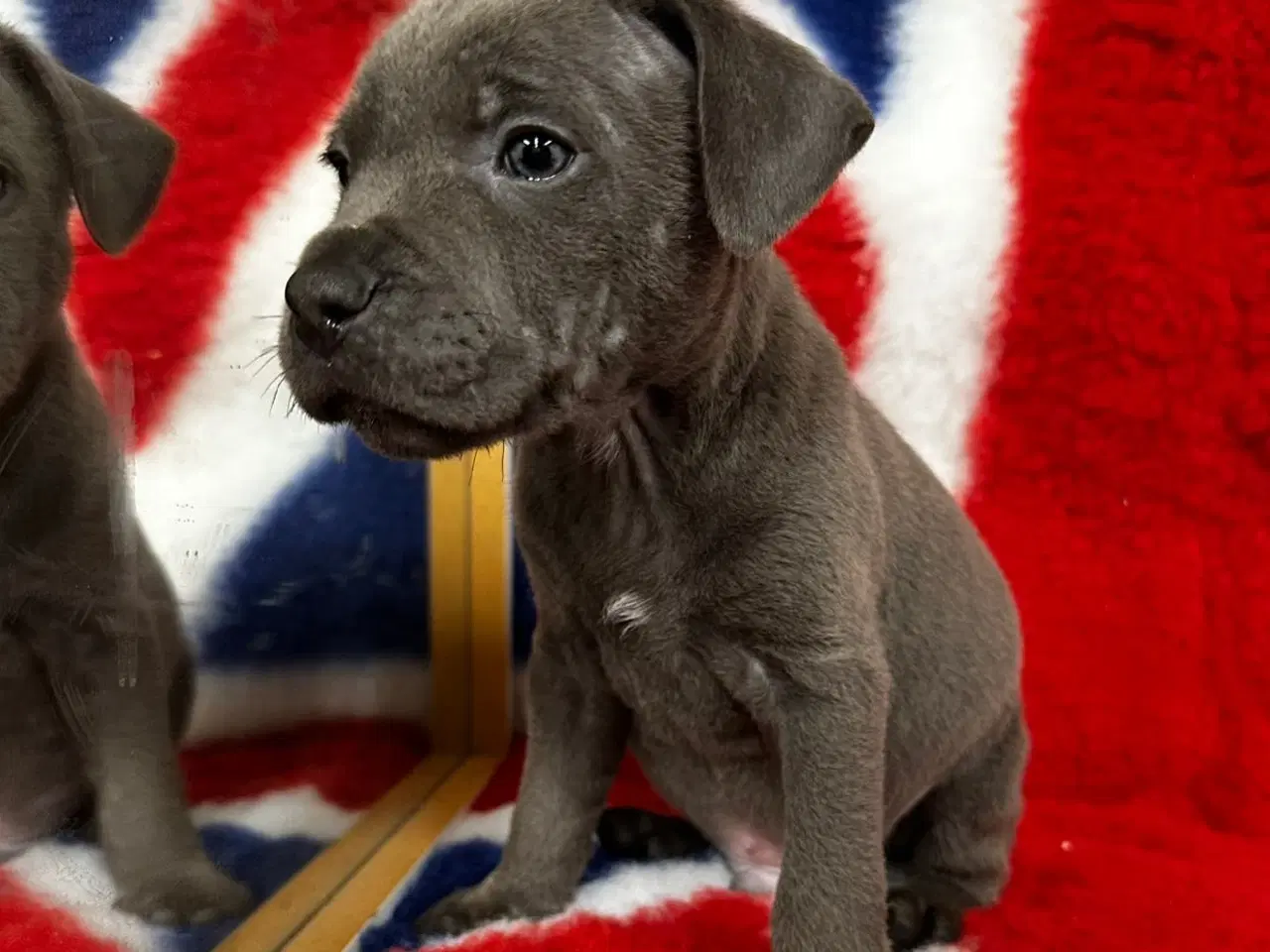 Billede 3 - Søde staffordshire Bull terrier hvalpe🩷🩵