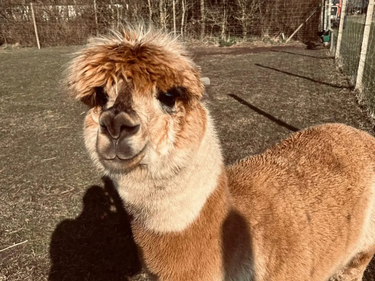 Billede 3 - Alpaca