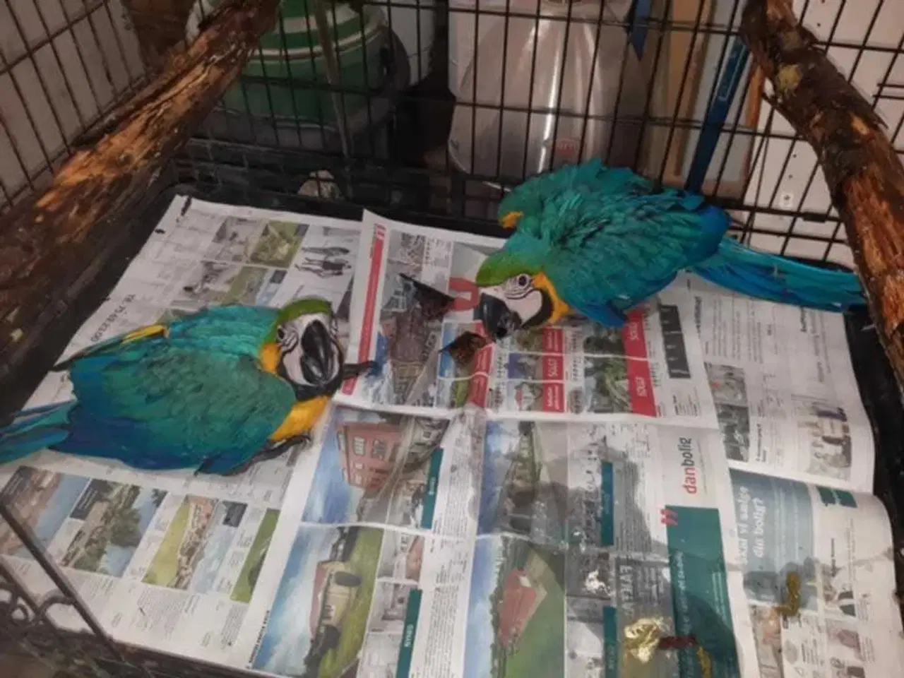 Billede 3 - Ara blå/gul