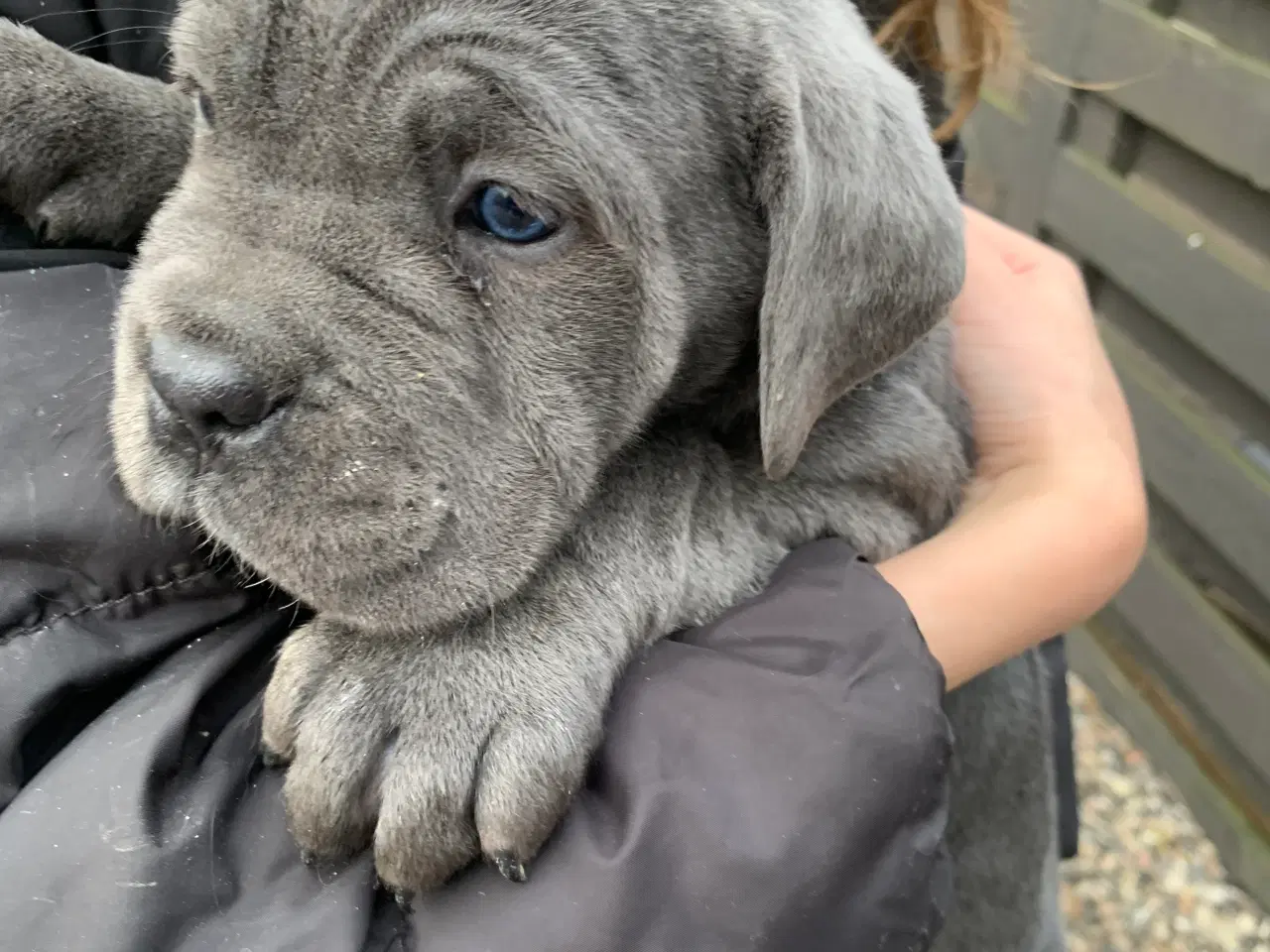 Billede 17 - Cane Corso Italiano hvalpe 