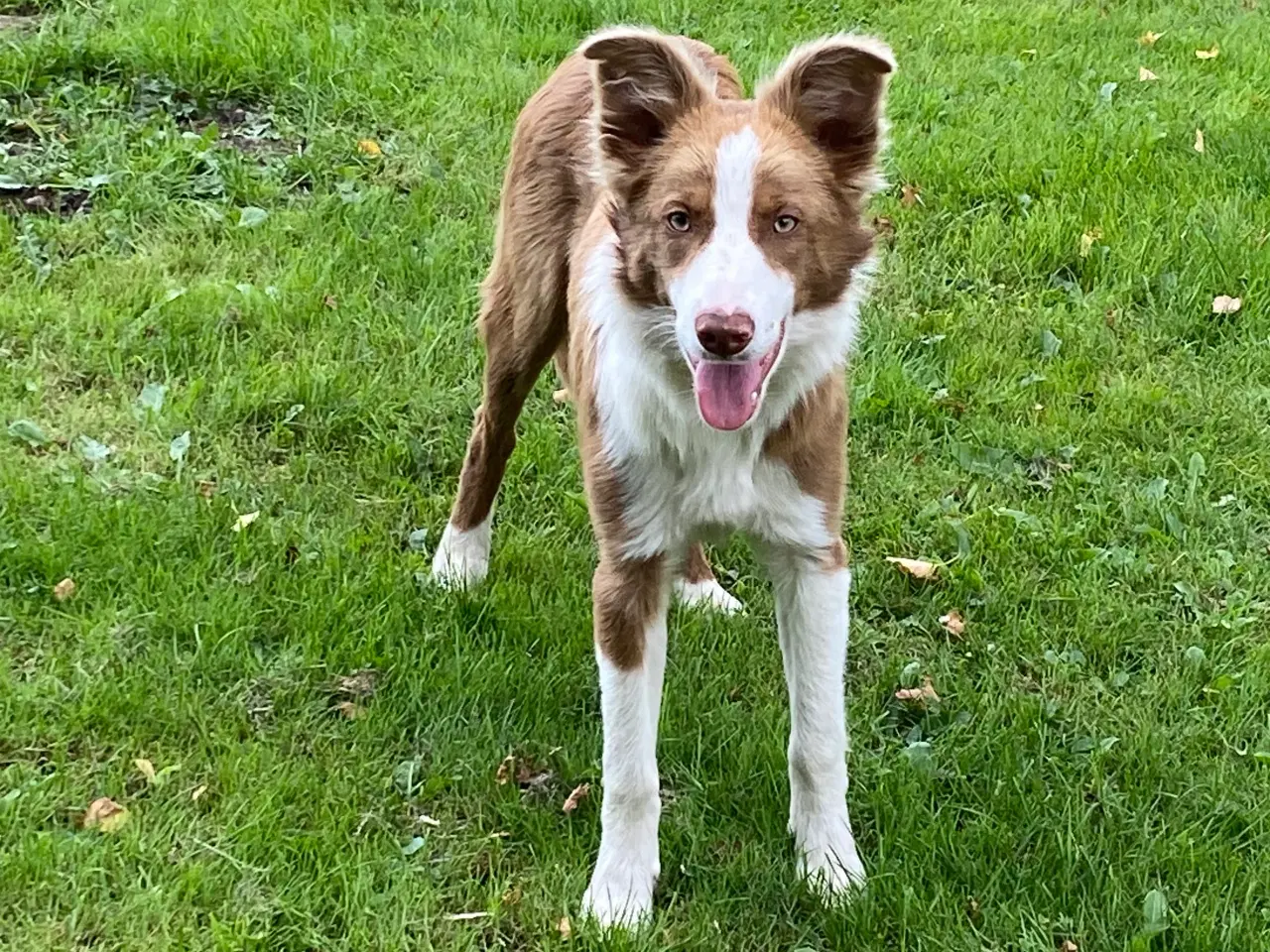Billede 18 - Border collie