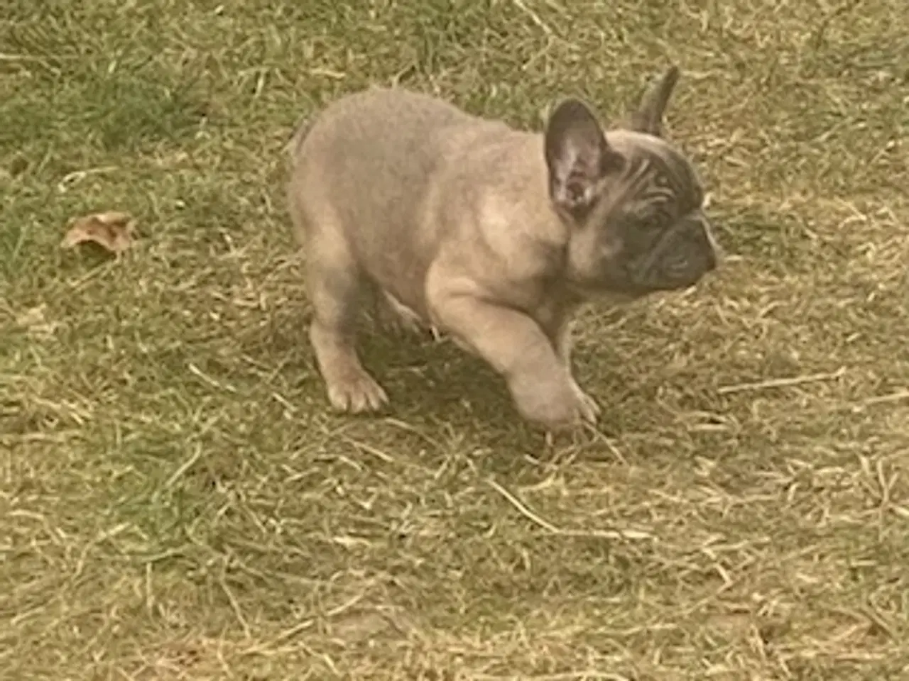 Billede 5 - Fransk bulldog hvalp