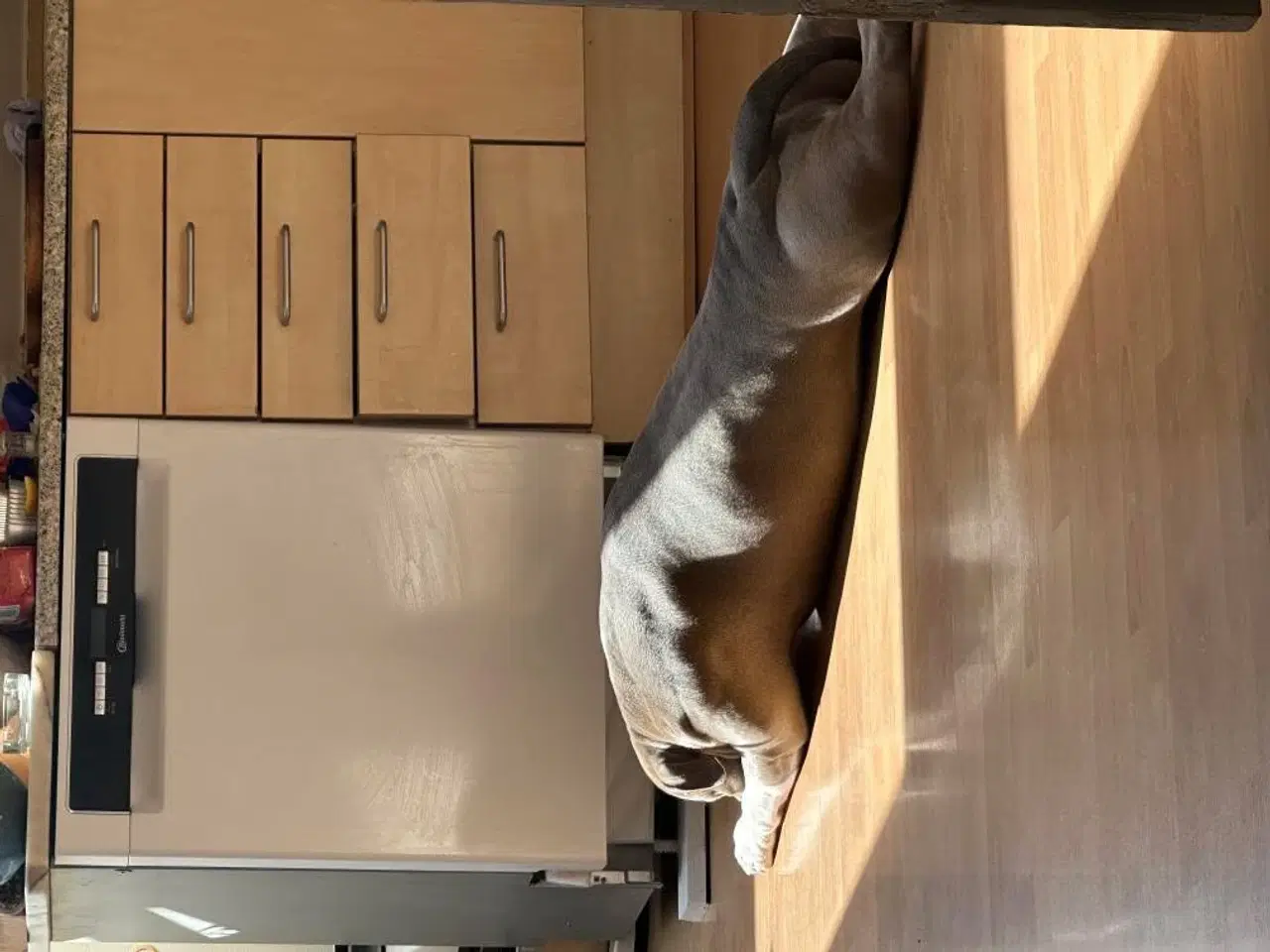 Billede 3 - Rolig og Børnevenlig American Bully XL 