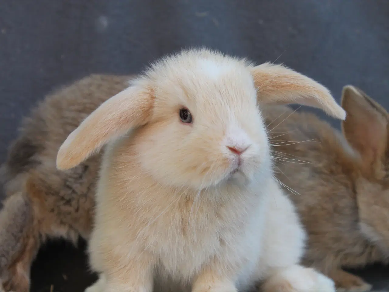 Billede 4 - Ægte mini lops drenge