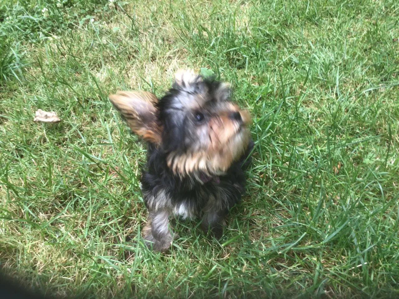 Billede 2 - Yorkshire terrier dreng til salg