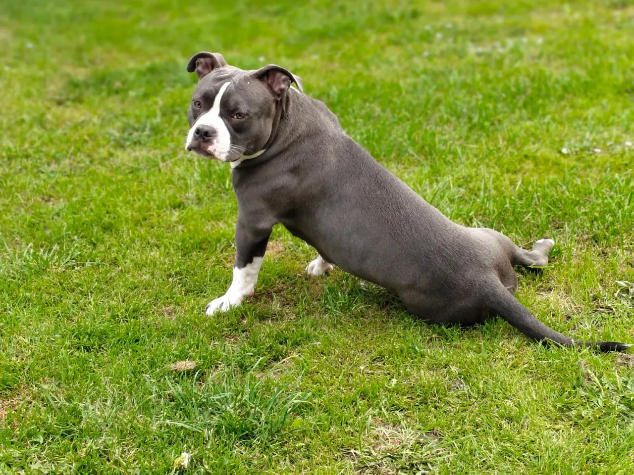 Billede 4 - American pocket bully 