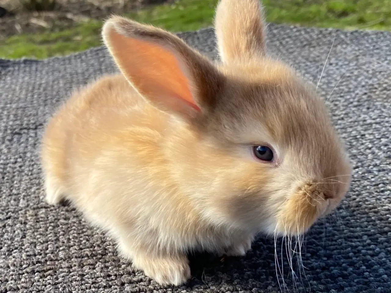 Billede 6 - FRANSK VÆDDER HAN GUL