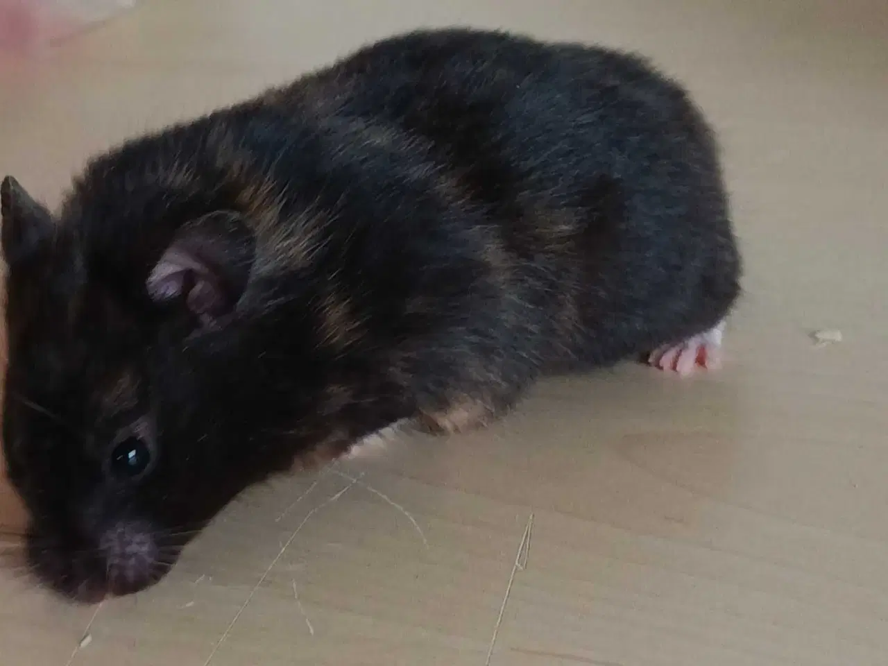 Billede 13 - Guldhamster unger