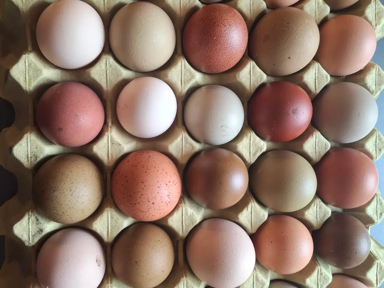 Billede 2 - Rugeæg fra blandingshøns