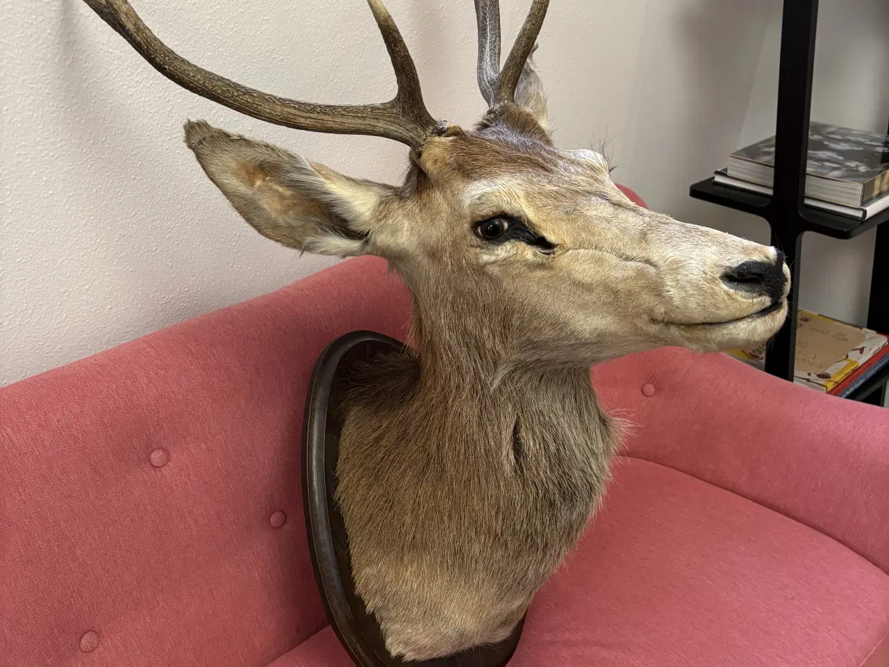 Billede 3 - Hjortehoved til ophæng
