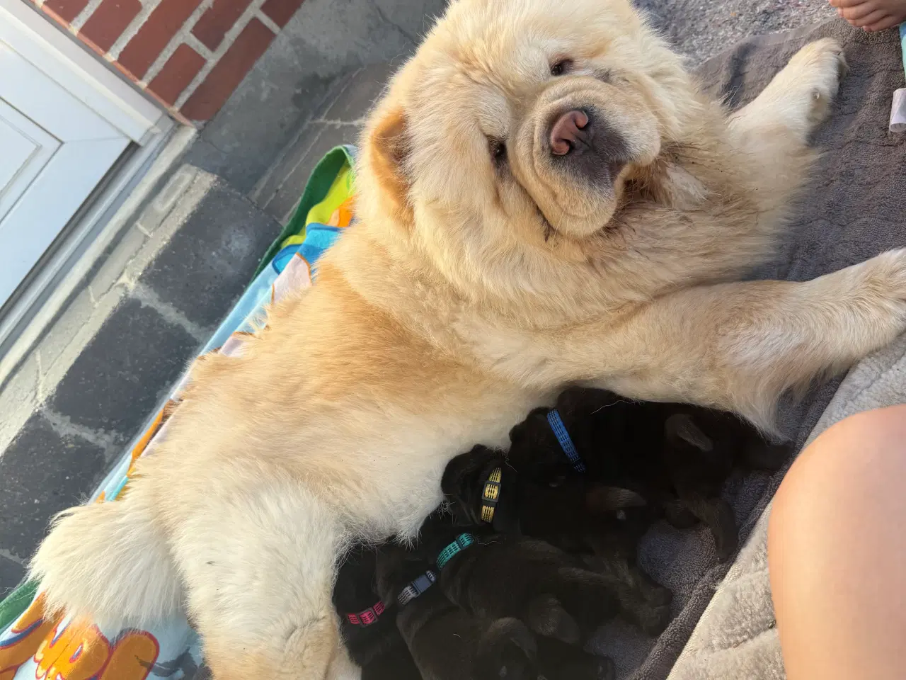 Billede 7 - Chow chow