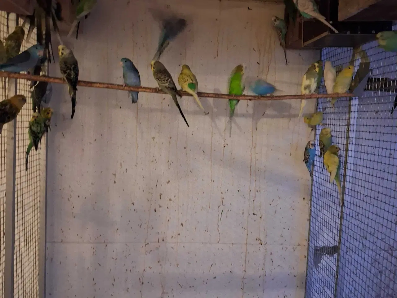 Billede 4 - Undulater