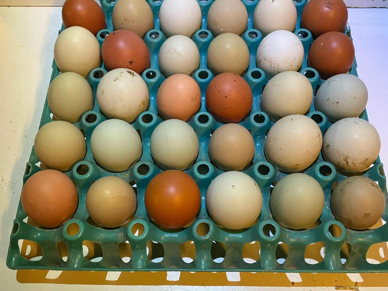 Billede 6 - Daggamle kyllinger